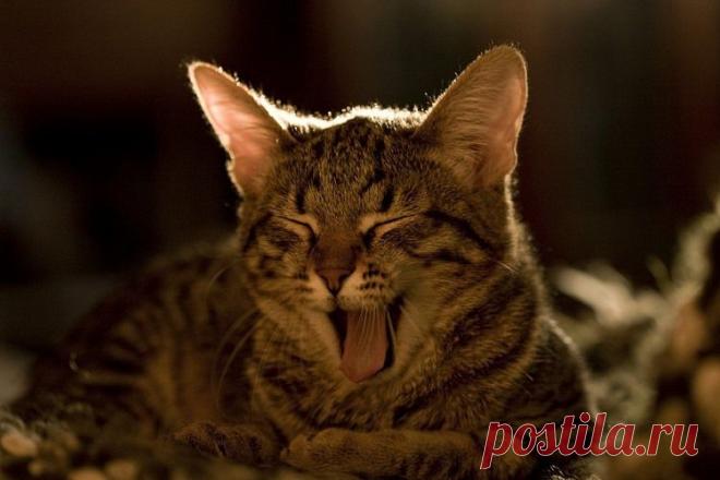 Всё о кошках. — «Портрет» на Яндекс.Фотках