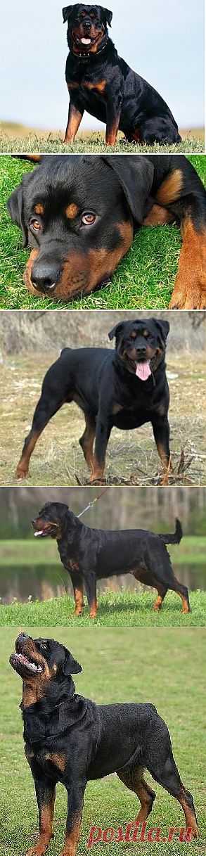 Ротвейлер (Rottweiler) - описание породы собаки, дрессировка и обучение, щенки и питомники, болезни и их лечение | Animal.ru