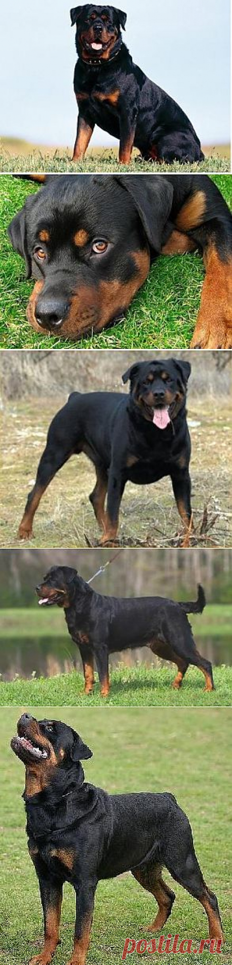 Ротвейлер (Rottweiler) - описание породы собаки, дрессировка и обучение, щенки и питомники, болезни и их лечение | Animal.ru