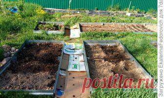 Мой секрет успешной борьбы с зарослями травы между грядок — это картон. Трава у меня растет неограниченной высотой и с