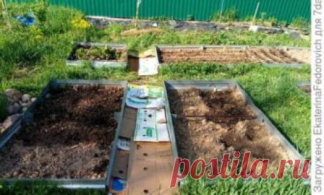 Мой секрет успешной борьбы с зарослями травы между грядок — это картон. Трава у меня растет неограниченной высотой и с