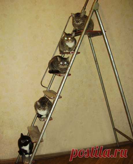 «Иерархия прайда»