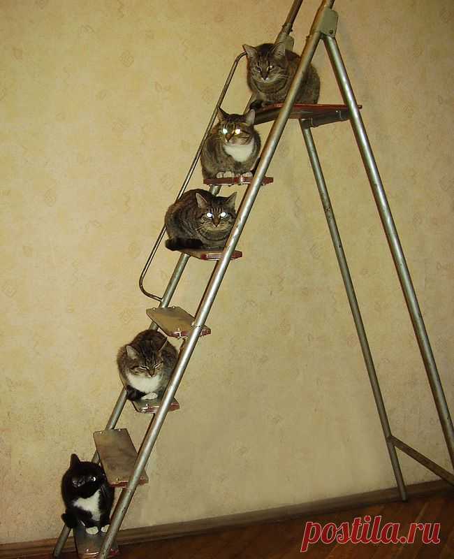 «Иерархия прайда»