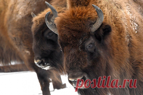 В заповеднике Карачаево-Черкесии увеличат численность зубров. В Тебердинском государственном природном биосферном заповеднике в Карачаево-Черкесии численность зубров увеличат до 55 особей. Ожидается, что рост популяции произойдет за два года. Для этого на территории заповедника соорудили специальный отловный вольер, который обезопасит ближайшие населенные пункты.