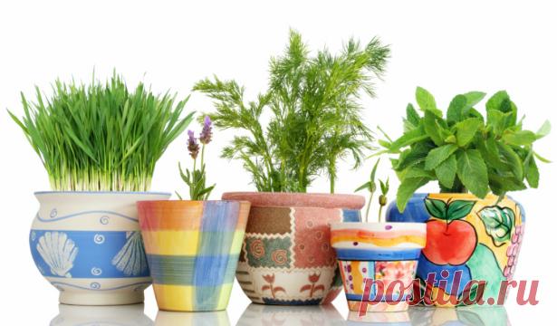 Топ-5 пряных трав, которые можно вырастить и дома :: Продукты питания