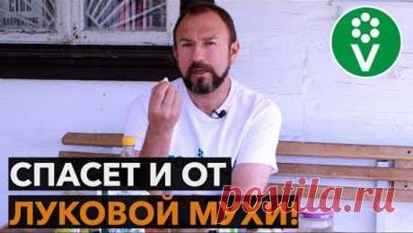 НЕ ВЗДУМАЙТЕ САДИТЬ ЛУК, пока не узнаете этот рецепт обработки от болезней и вредителей!