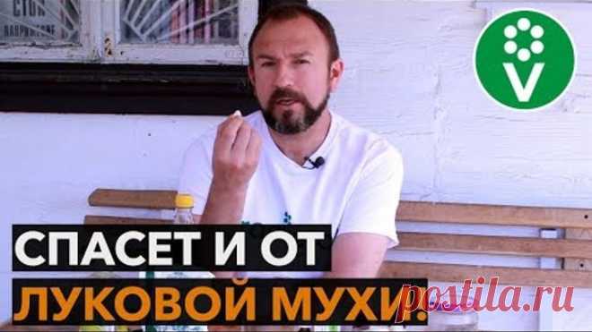 НЕ ВЗДУМАЙТЕ САДИТЬ ЛУК, пока не узнаете этот рецепт обработки от болезней и вредителей!