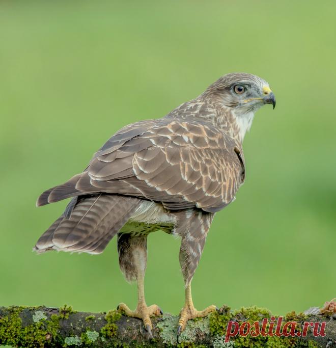 DSC1394  Buzzard... Common Buzzard - Buteo Buteo    The common buzzard (Buteo buteo) is a medium-to-large bird of prey whose range covers most of Europe and extends into Asia. Over much of its range, it is resident year-round, but birds from the colder parts of the Northern Hemisphere typically migrate south (some well into the Southern Hemisphere) for the northern winter.  This broad-winged raptor has a wide variety of plumages, and in Europe can be confused with the simi...
