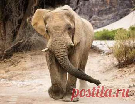 Два инциндента когда пострадали люди от слона и гепарда | В челюстях животных