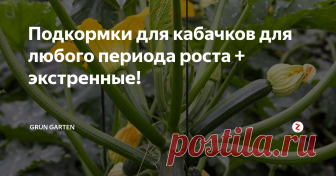 Подкормки для кабачков для любого периода роста + экстренные! Чем подкармливать кабачки в течении всего сезона, и что делать в экстренных ситуациях?