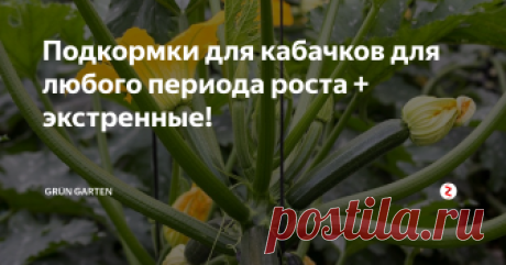 Подкормки для кабачков для любого периода роста + экстренные! Чем подкармливать кабачки в течении всего сезона, и что делать в экстренных ситуациях?