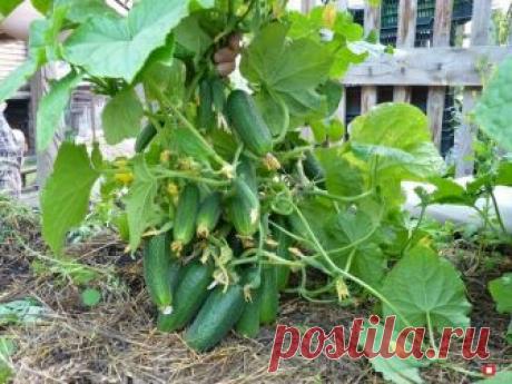 Японский способ выращивания огурцов | 6 соток