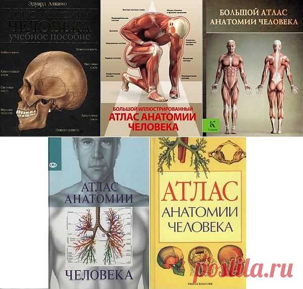 Атлас анатомии человека в 5 книгах (2003-2016) DjVu, PDF Человеческое тело построено удивительно сложно, в нем насчитывается 700 мышц, 206 костей и бесчисленное множество клеток и тканей. Изучить и запомнить их очень трудно. 