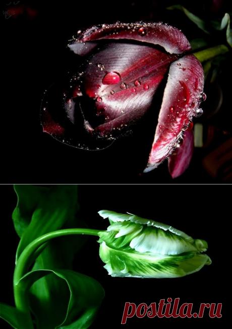 ***ТЮЛЬПАНОВОЕ ЧУДО***.