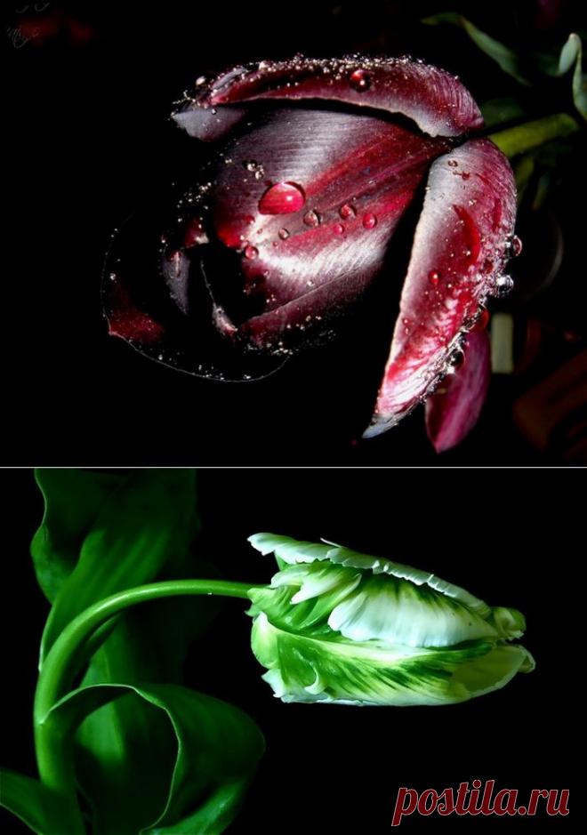 ***ТЮЛЬПАНОВОЕ ЧУДО***.