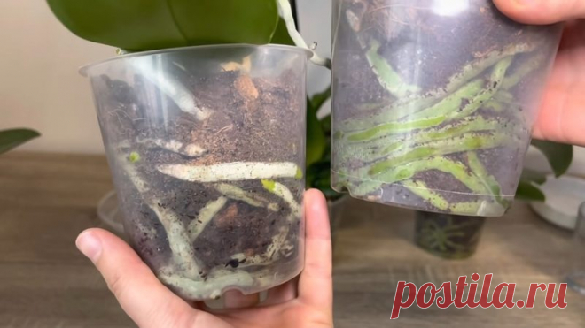 Правильный полив — залог здоровья орхидеи. Как нужно поливать, чтобы орхидея цвела и давала здоровые корни?