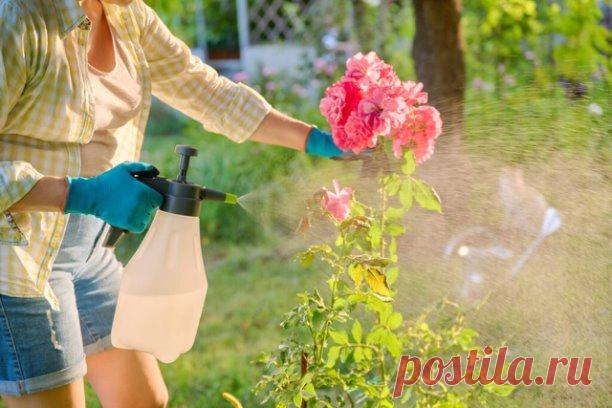 Йод и молоко против тли на розах. Опыт дачника
Тля, пожалуй, самый отвратительный и живучий вредитель, который может поселиться в вашем саду. Вроде бы вот, расправились с ней, и в саду красота. Но через неделю глядишь, а тля как будто никуда и не пропадала. Все так же сидит на листьях роз и кустарников, и портит внешний вид растений.

Я нашла и тле управу. Для борьбы с ней вам понадобятся: распылитель или 2-литровая бутылка, шприц, 100 мл молока и пузырек йода. В распылите...