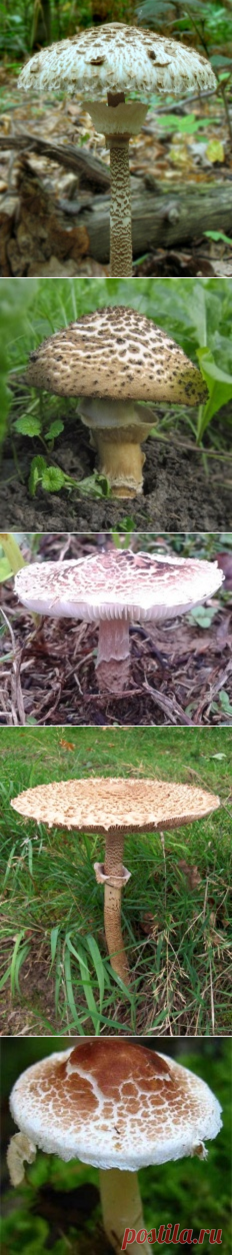 Зонтик пёстрый (Macrolepiota procera) | Энциклопедия грибов