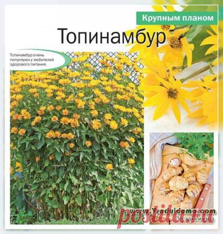 Топинамбур (фото) - посадка и уход, описание растения | Сайт о саде, даче и комнатных растениях.