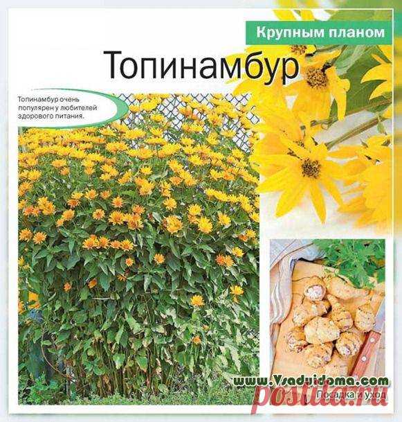 Топинамбур (фото) - посадка и уход, описание растения | Сайт о саде, даче и комнатных растениях.