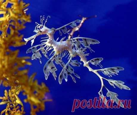 Тряпичник - удивительный житель океана