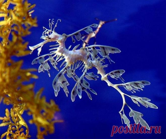 Тряпичник - удивительный житель океана