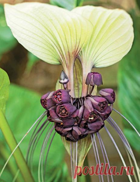 Weird and wonderful plants