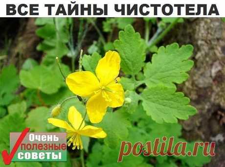 Чистотел. Рецепты народной медицины.