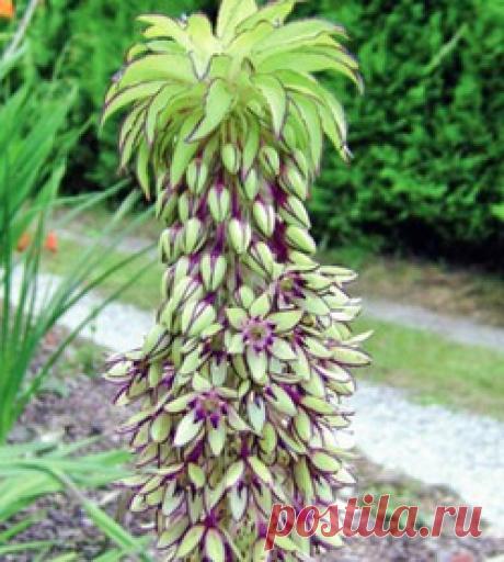Эукомис – лилия с хохолком - эукомис, эвкомис, хохлатая лилия, мнимый ананас
