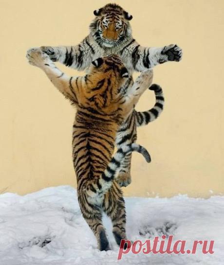 В мире животных..