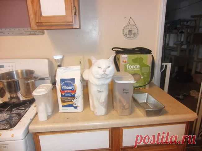 Кошки — это жидкость