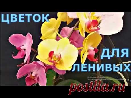 ОРХИДЕИ ЦВЕТУТ КРУГЛЫЙ ГОД!
