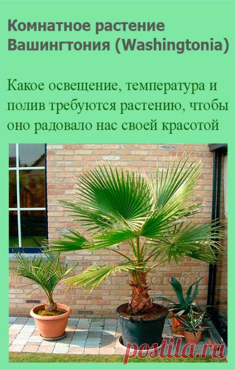 Комнатное растение Вашингтония (Washingtonia). В продаже можно найти вашингтонию нитчатую (W.filifera), темно-зеленые веерообразные листья которой украшают тонкие волокнистые нити. Высота растения в природе может достигать 20 м. Нередко в южных районах эти пальмы выращивают в кадках, которые выставляют на улицу.