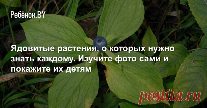 Ядовитые растения, о которых нужно знать каждому. Изучите фото сами и покажите их детям Некоторые похожи на съедобные ягоды и безобидные цветы