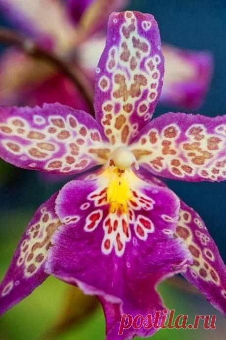 Purple Spotted Orchid | Beautiful Flowers around the world