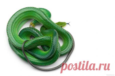 Пройдите змеиный лабиринт от начала до хвоста! Зеленый, или смарагдовый полоз (Gonyosoma oxycephalum) в объективе Дмитрия: nat-geo.ru/community/user/223331