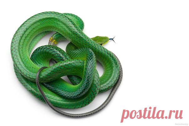 Пройдите змеиный лабиринт от начала до хвоста! Зеленый, или смарагдовый полоз (Gonyosoma oxycephalum) в объективе Дмитрия: nat-geo.ru/community/user/223331