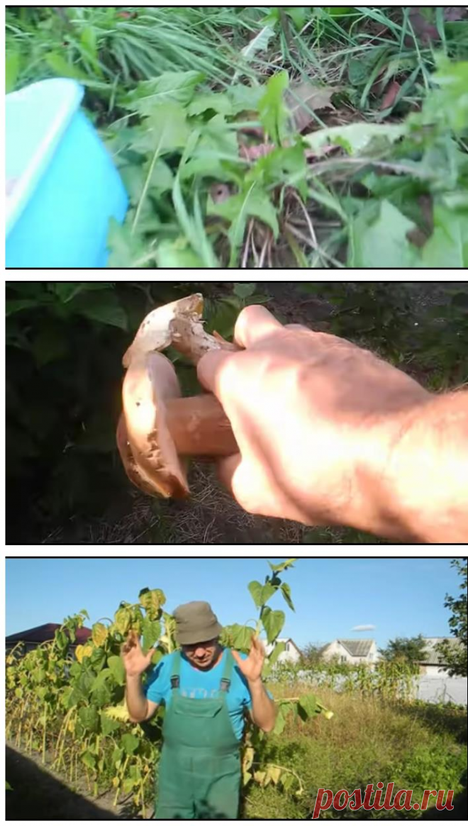 Как вырастить много белых грибов на своем участке (результат 2020)