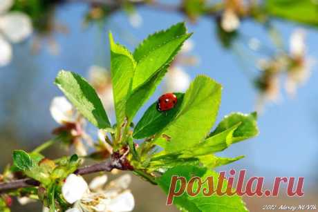 Фотопрогулки. Глоток весны | ЛЮБИМЫЕ