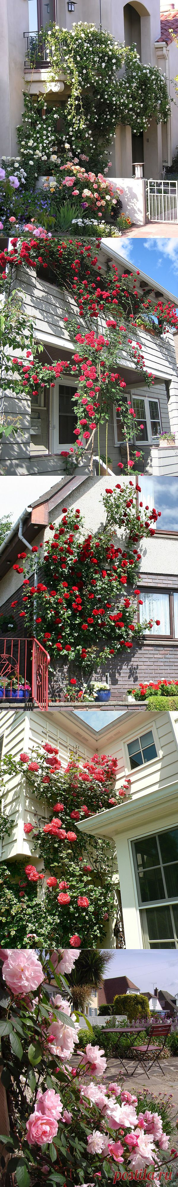 Вся роскошь вьющихся роз на службе красоты и уюта. LiveInternet.
