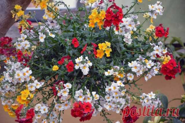 Немезия (Nemesia)