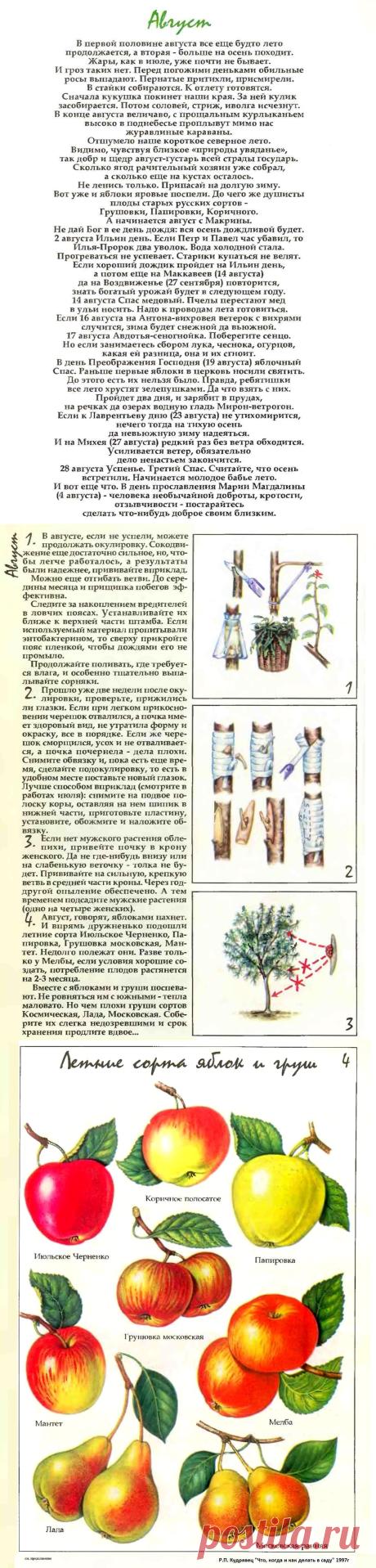 Что делать в саду в августе (часть1)