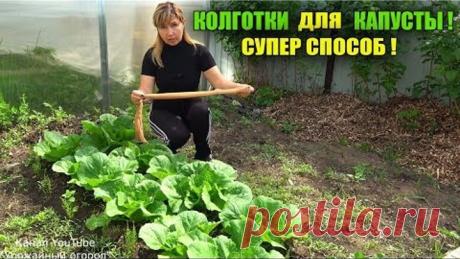 СРОЧНО ОДЕНЬТЕ КОЛГОТКИ НА КАПУСТУ И ОНА ЗАВЯЖЕТСЯ ЧЕРЕЗ НЕСКОЛЬКО ДНЕЙ!!!
