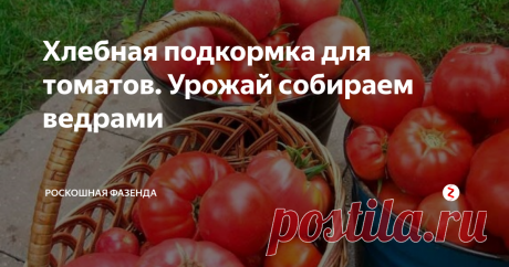 Хлебная подкормка для томатов. Урожай собираем ведрами Для хорошего роста растений и высокой урожайности, культуру важно правильно подкармливать. Чаще всего огородники отказываются от химических препаратов, отдав предпочтение более полезным и не менее эффективным натуральным подкормкам.