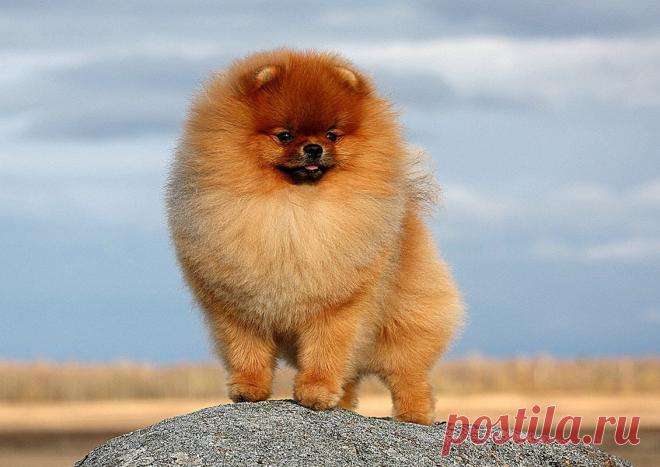 Порода собак померанский шпиц ( 100 картинок )
