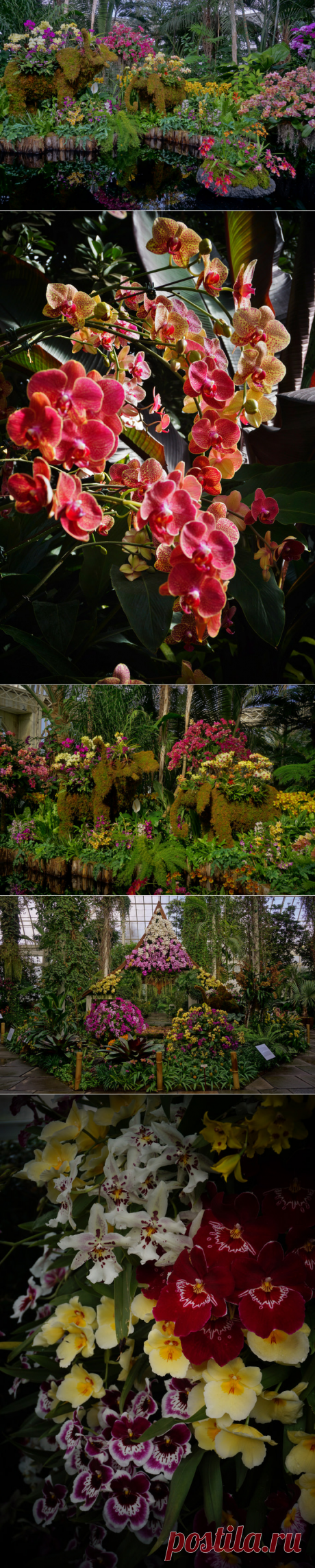 Шоу орхидей-2017 в Нью-Йоркском ботаническом саду.