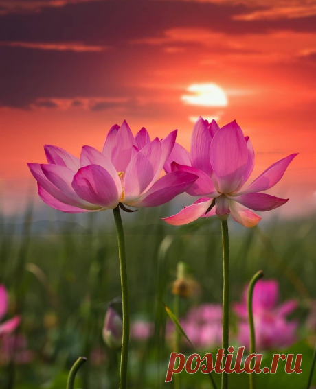 ༺🌸༻Не каждый цветок превращается в плод,
Не каждая птица о счастье поёт,
Не каждой Душе отвечает Душа,
Не всё состоится... 
Но жизнь - хороша!