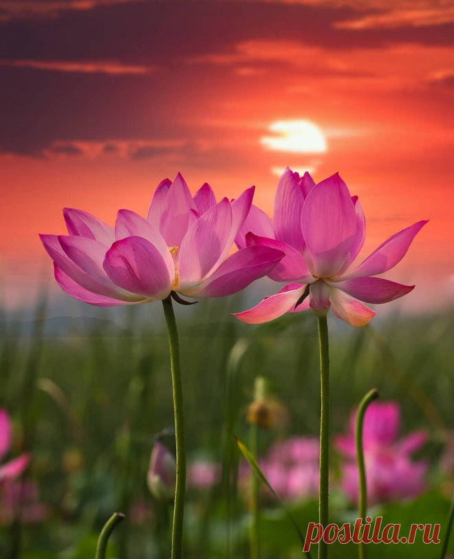 ༺🌸༻Не каждый цветок превращается в плод,
Не каждая птица о счастье поёт,
Не каждой Душе отвечает Душа,
Не всё состоится... 
Но жизнь - хороша!