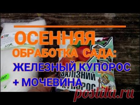 🍁📌ОСЕННЯЯ ОБРАБОТКА САДА МОЧЕВИНОЙ И ЖЕЛЕЗНЫМ КУПОРОСОМ - YouTube