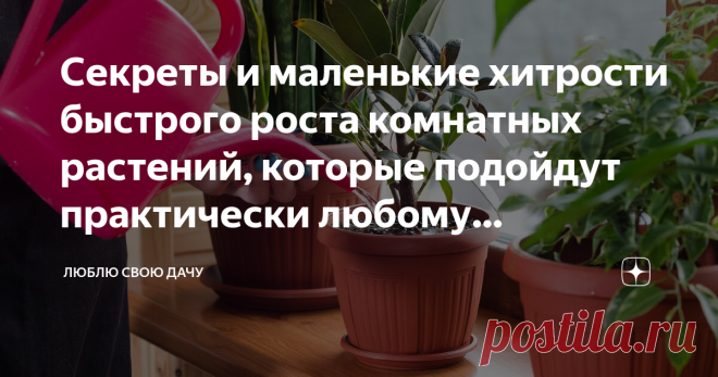 Секреты и маленькие хитрости быстрого роста комнатных растений, которые подойдут практически любому комнатному цветку Оказывается, не только суперфосфаты хороши в уходе за комнатными цветами. Хотите вырастить роскошный цветник на подоконнике? Благодаря секретам и хитростям опытных флористов, вы с легкостью это сделаете!
Фото из открытого источника Яндекс, без рекламных целей. В качестве примера
Следующие рекомендации обязательно окажут благотворное влияние на рост, цветени...